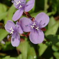 Murdannia spirata var. spirata (L.) G.Brückn.